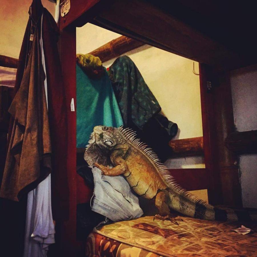 My Little House Surf&Backpacker Hostel Montañita Dış mekan fotoğraf